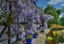OPEN: Wisteria at Pear Tree Cottage in Wichenford.