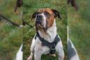 NO OFFERS: Mastiff Cross Roody is patiently waiting for a forever home at Worcestershire Animal Rescue Shelter.