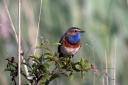 White-spotted bluethroat has been spotted at WWT Slimbridge Wetland Centre - photo by WWT and Tim Jukes