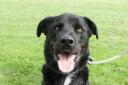 FRIEND: Ten-year-old Jake was brought to Dogs Trust in March.