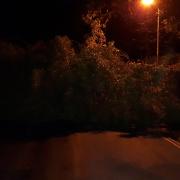 FALLEN: The tree which fell in Priory Road