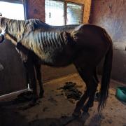 SKELETAL: Autumn the horse was left just skin and bone as this RSPCA photo shows