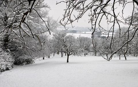 Orchard at Abberley in the snow