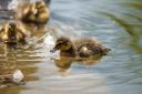 FIRST: Duckling's first swim, by Sam Marks