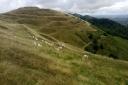 Sheep grazing on British Camp
