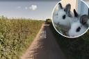 Images from RSPCA and google maps street view