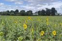 FIELD: The Sunflowers at Gwillam's starting to bloom.
