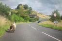 POLICE: Police have been out herding sheep near Malvern.