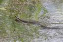 SNAKE: A grass snake was pictured in water at a county nature reserve.