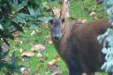 PEEK-A-BOO: A muntjac deer has been pictured visiting a back garden.