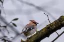 Waxwings can be found in Malvern at the moment