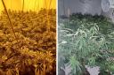The cannabis plants seized from the property in Redditch