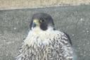 A falcon chick born last year at the Worcester Cathedral has made its home in Bolton