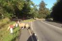 SHEEP: Police have been herding loos sheep. Picture: @MalvernCops