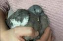WOUNDED: The rescued pigeon