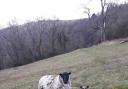 It's lambing time on the Malvern Hills