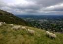 A sheep was found seriously injured after being bitten by a dog on Tuesday. Photo: Malvern Hills Trust