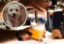 Malvern pubs you can visit with your dogs.