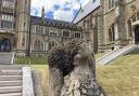 BEES: The swarm of bees. Pics. Malvern College