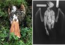A red kite and buzzards are among the birds found to have been targeted in Herefordshire. Pictures: RSPB (left) and Herefordshire Wildlife Rescue/Holmer Veterinary Surgery (right)