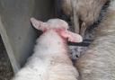 The sheep suffered injuries to its face and ears