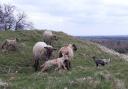 Sheep on the Malvern Hills