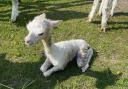 BABY: Bonnie was born at Alpaca Meadows in Rhydd, Worcestershire.