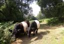 Cattle grazing on the Malvern Hills