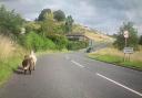 POLICE: Police have been out herding sheep near Malvern.