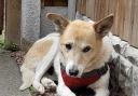 Diana is one of the dogs looking for a new home