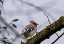 Waxwings can be found in Malvern at the moment