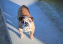 Bella the Bulldog was looking for a Valentine's home