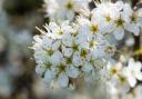 Native hawthorn (Crataegus monogyna) blossom (Alamy/PA)