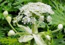 Giant hogweed has been spotted growing in Gualford, Malvern