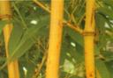 Yellow-stemmed bamboo
