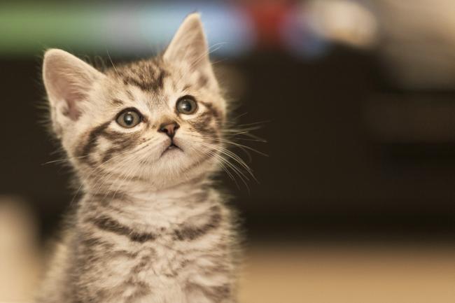 Cat owners face £500 fine under new UK law. (Canva)