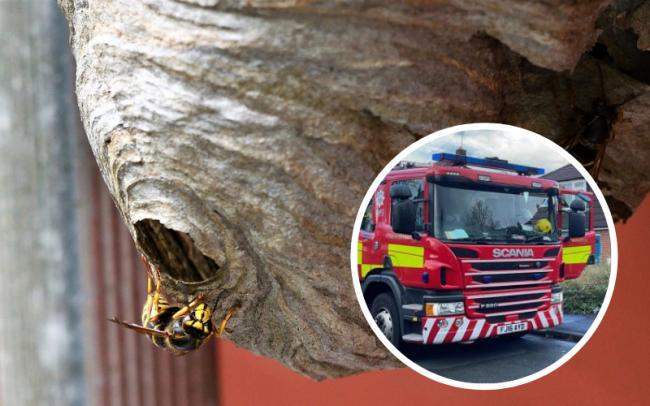 WASPS' NEST: A fire involving a wasps' nest in Worcestershire village (Picture: Pixabay)
