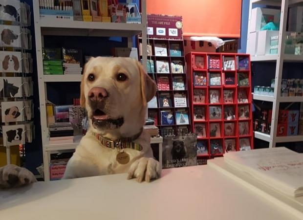 Malvern Gazette: Malvern shop dog Lucy