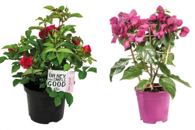 Malvern Gazette: (left) Garden Rose and (right) Bougainvillea (Lidl/Canva)