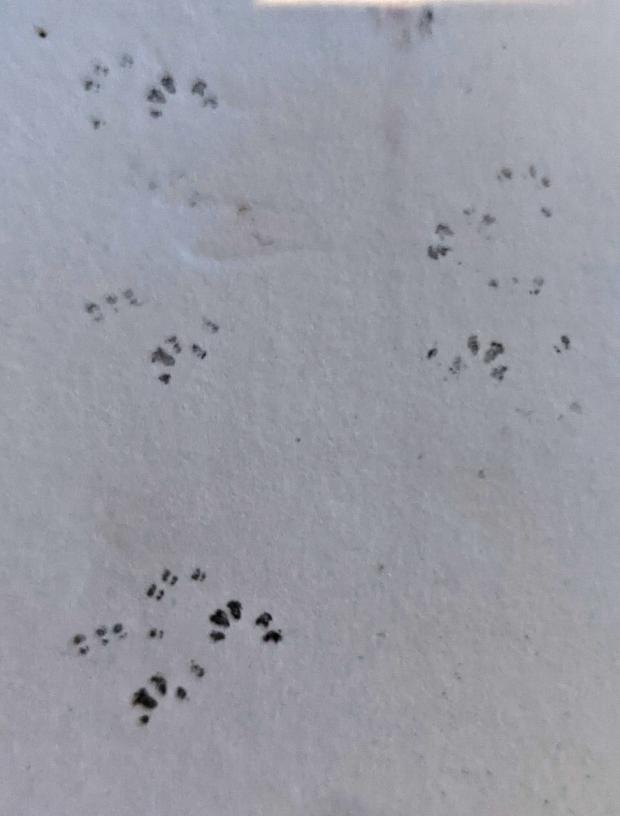 Malvern Gazette: Dormouse footprints. picture credit: Dave Smith