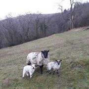 It's lambing time on the Malvern Hills