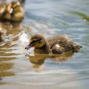 FIRST: Duckling's first swim, by Sam Marks