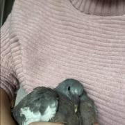 WOUNDED: The rescued pigeon