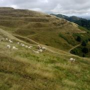 Sheep grazing on British Camp