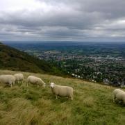 A sheep was found seriously injured after being bitten by a dog on Tuesday. Photo: Malvern Hills Trust