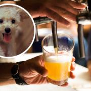Malvern pubs you can visit with your dogs.