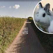 Images from RSPCA and google maps street view