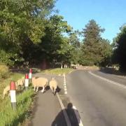 SHEEP: Police have been herding loos sheep. Picture: @MalvernCops