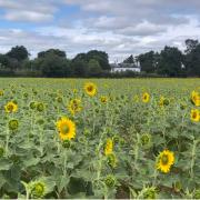 FIELD: The Sunflowers at Gwillam's starting to bloom.