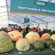 COMPETITION: The giant veg competition at the Malvern Autumn Show